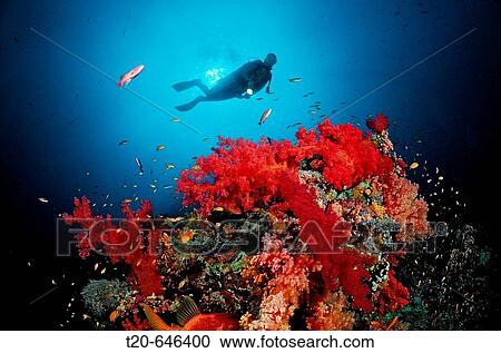 Scuba diver and Red soft corals, Acropora divaricata, Sudan, Africa, Red Sea View Large Photo Image Stock Image - Scuba diver and Red soft corals, Acropora divaricata, Sudan, Africa, Red Sea. Fotosearch