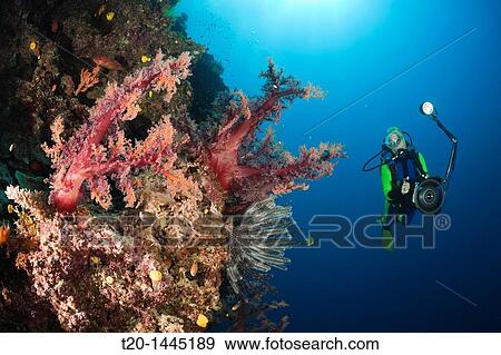 Scuba Diver and red Soft Corals, Dendronephthya sp, Wakaya, Lomaiviti, Fiji View Large Photo Image Stock Photo - Scuba Diver and red Soft Corals, Dendronephthya sp, Wakaya, Lomaiviti, Fiji. Fotosearch