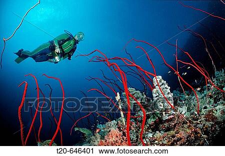 Scuba diver and Red whip corals, Juncella sp., Sudan, Africa, Red Sea View Large Photo Image Stock Image - Scuba diver and Red whip corals, Juncella sp., Sudan, Africa, Red Sea. Fotosearch
