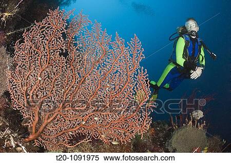 Scuba Diver and Sea Fan, Solenocaulon akalyx, Raja Ampat, West Papua, Indonesia View Large Photo Image Stock Photography - Scuba Diver and Sea Fan, Solenocaulon akalyx, Raja Ampat, West Papua, Indonesia. Fotosearch