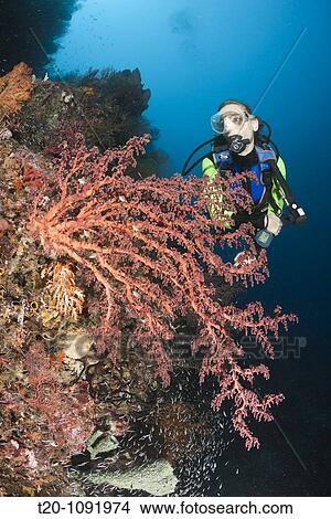 Picture - Scuba Diver and Soft Coral, Chironephthya sp, Raja Ampat, West Papua, Indonesia. Fotosearch