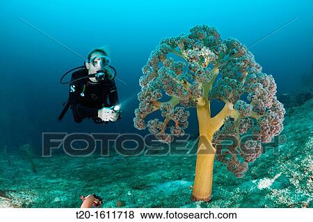 Scuba Diver and Soft Corals, Umbellulifera sp, Cenderawasih Bay, West Papua, Indonesia View Large Photo Image Stock Photo - Scuba Diver and Soft Corals, Umbellulifera sp, Cenderawasih Bay, West Papua, Indonesia. Fotosearch