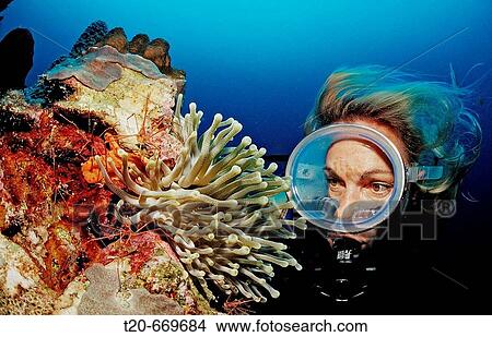 Scuba diver and Spider hermit crabs in anemone, Stenorhynchus seticornis, Netherlands Antilles, Bonaire, Caribbean Sea View Large Photo Image Picture - Scuba diver and Spider hermit crabs in anemone, Stenorhynchus seticornis, Netherlands Antilles, Bonaire, Caribbean Sea. Fotosearch