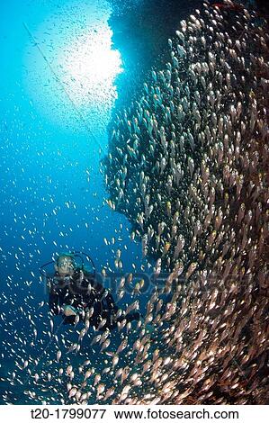 Scuba Diver and Sweepers, North Male Atoll, Indian Ocean, Maldives View Large Photo Image Stock Photo - Scuba Diver and Sweepers, North Male Atoll, Indian Ocean, Maldives. Fotosearch