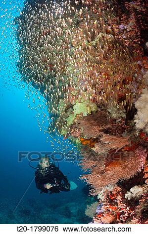 Scuba Diver and Sweepers, North Male Atoll, Indian Ocean, Maldives View Large Photo Image Stock Photograph - Scuba Diver and Sweepers, North Male Atoll, Indian Ocean, Maldives. Fotosearch