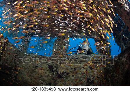 Scuba Diver at Bridge of Hembadhoo Wreck, North Male Atoll, Maldives View Large Photo Image Stock Image - Scuba Diver at Bridge of Hembadhoo Wreck, North Male Atoll, Maldives. Fotosearch