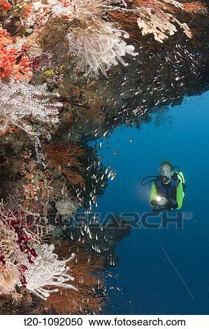Scuba Diver at Coral Reef, Raja Ampat, West Papua, Indonesia View Large Photo Image Stock Image - Scuba Diver at Coral Reef, Raja Ampat, West Papua, Indonesia. Fotosearch