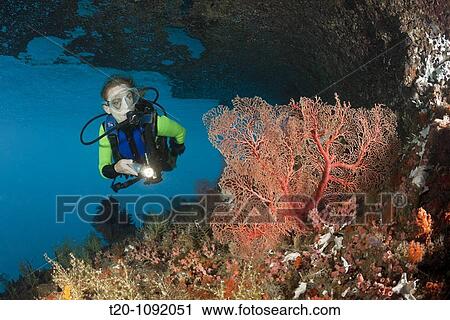 Scuba Diver at Coral Reef, Raja Ampat, West Papua, Indonesia View Large Photo Image Stock Image - Scuba Diver at Coral Reef, Raja Ampat, West Papua, Indonesia. Fotosearch