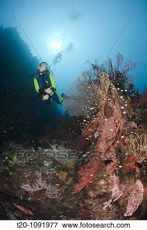 Scuba Diver at Coral Reef, Raja Ampat, West Papua, Indonesia View Large Photo Image Stock Photo - Scuba Diver at Coral Reef, Raja Ampat, West Papua, Indonesia. Fotosearch