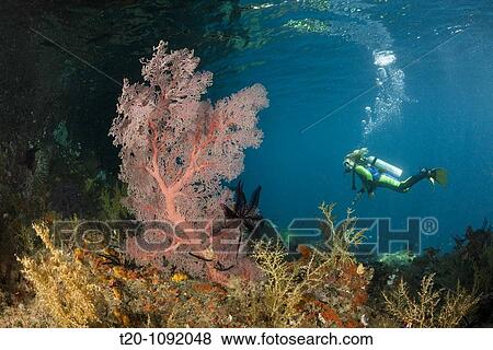 Scuba Diver at Coral Reef, Raja Ampat, West Papua, Indonesia View Large Photo Image Stock Photo - Scuba Diver at Coral Reef, Raja Ampat, West Papua, Indonesia. Fotosearch