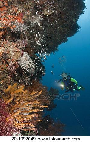 Scuba Diver at Coral Reef, Raja Ampat, West Papua, Indonesia View Large Photo Image Stock Photo - Scuba Diver at Coral Reef, Raja Ampat, West Papua, Indonesia. Fotosearch