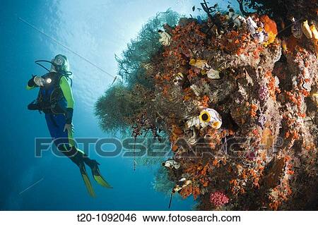 Scuba Diver at Coral Reef, Raja Ampat, West Papua, Indonesia View Large Photo Image Stock Photograph - Scuba Diver at Coral Reef, Raja Ampat, West Papua, Indonesia. Fotosearch