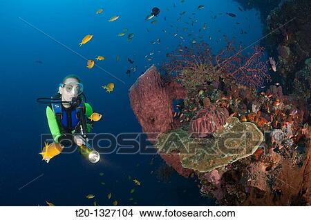 Scuba Diver at Liberty Wreck, Tulamben, Bali, Indonesia View Large Photo Image Picture - Scuba Diver at Liberty Wreck, Tulamben, Bali, Indonesia. Fotosearch