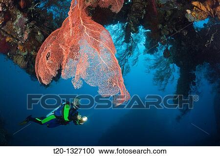 Stock Image - Scuba Diver at Liberty Wreck, Tulamben, Bali, Indonesia. Fotosearch