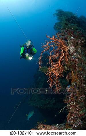 Scuba Diver at Liberty Wreck, Tulamben, Bali, Indonesia View Large Photo Image Stock Image - Scuba Diver at Liberty Wreck, Tulamben, Bali, Indonesia. Fotosearch