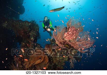Scuba Diver at Liberty Wreck, Tulamben, Bali, Indonesia View Large Photo Image Stock Image - Scuba Diver at Liberty Wreck, Tulamben, Bali, Indonesia. Fotosearch