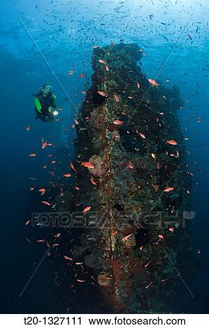 Stock Image - Scuba Diver at Liberty Wreck, Tulamben, Bali, Indonesia. Fotosearch