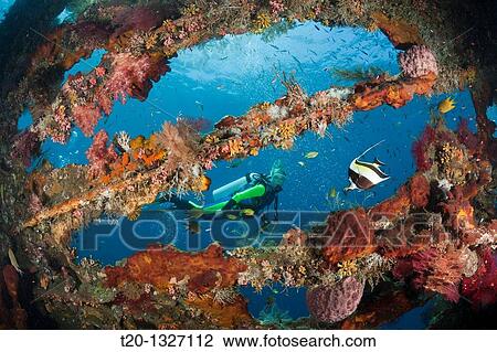 Scuba Diver at Liberty Wreck, Tulamben, Bali, Indonesia View Large Photo Image Stock Image - Scuba Diver at Liberty Wreck, Tulamben, Bali, Indonesia. Fotosearch