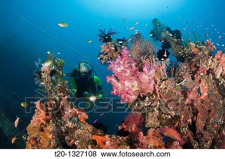 Scuba Diver at Liberty Wreck, Tulamben, Bali, Indonesia View Large Photo Image Stock Photo - Scuba Diver at Liberty Wreck, Tulamben, Bali, Indonesia. Fotosearch
