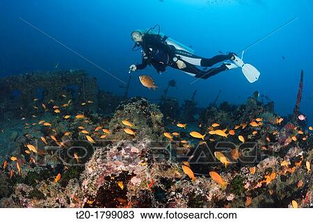 Scuba Diver at Stern of Maldive Victory Wreck, North Male Atoll, Indian Ocean, Maldives View Large Photo Image Stock Image - Scuba Diver at Stern of Maldive Victory Wreck, North Male Atoll, Indian Ocean, Maldives. Fotosearch