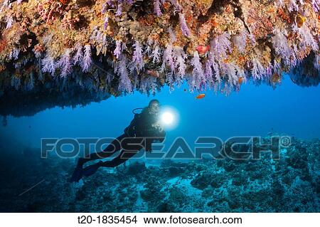 Scuba Diver explores Cave, North Male Atoll, Maldives View Large Photo Image Picture - Scuba Diver explores Cave, North Male Atoll, Maldives. Fotosearch