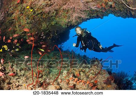 Scuba Diver explores Cave, North Male Atoll, Maldives View Large Photo Image Stock Photo - Scuba Diver explores Cave, North Male Atoll, Maldives. Fotosearch