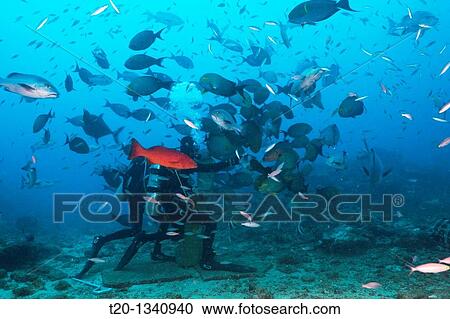 Stock Image - Scuba diver feeding Snappers, Lutjanus sp, Beqa Lagoon, Viti Levu, Fiji. Fotosearch