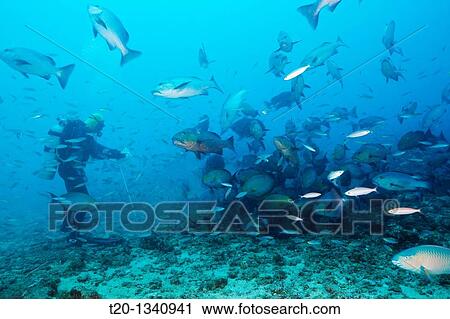 Stock Image - Scuba diver feeding Snappers, Lutjanus sp, Beqa Lagoon, Viti Levu, Fiji. Fotosearch