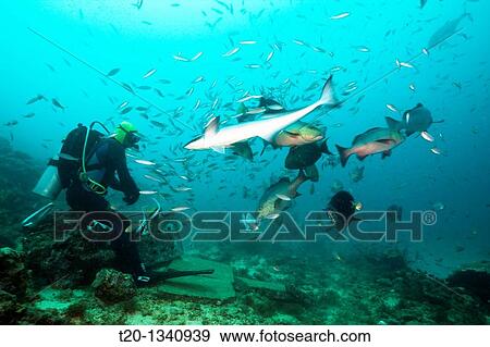 Stock Photo - Scuba diver feeding Snappers, Lutjanus sp, Beqa Lagoon, Viti Levu, Fiji. Fotosearch