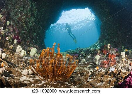 Scuba Diver in Grotto, Raja Ampat, West Papua, Indonesia View Large Photo Image Stock Image - Scuba Diver in Grotto, Raja Ampat, West Papua, Indonesia. Fotosearch