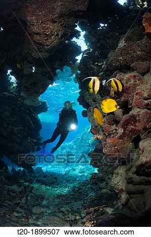 Scuba Diver inside Cave, Cave Reef, Red Sea, Egypt View Large Photo Image Stock Photo - Scuba Diver inside Cave, Cave Reef, Red Sea, Egypt. Fotosearch