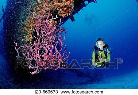 Stock Image - Scuba diver on the Hilma Hooker Ship Wreck, Netherlands Antilles, Bonaire, Caribbean Sea. Fotosearch