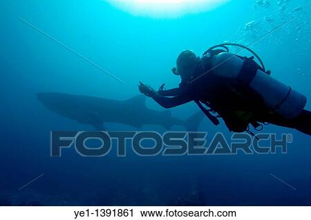 Scuba diver swimming alongside a Whale Shark Rhincodon typus, Rango Madivaru, Ari Atoll, Maldives View Large Photo Image Stock Image - Scuba diver swimming alongside a Whale Shark Rhincodon typus, Rango Madivaru, Ari Atoll, Maldives. Fotosearch
