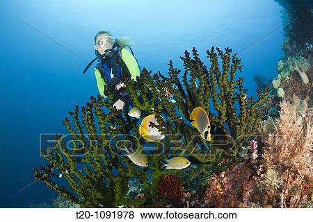 Scuba Diver watches Butterflyfish, Chaetodon adiergastos, Raja Ampat, West Papua, Indonesia View Large Photo Image Stock Photo - Scuba Diver watches Butterflyfish, Chaetodon adiergastos, Raja Ampat, West Papua, Indonesia. Fotosearch