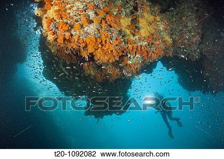Scuba Diver watching Corals in Grotto, Raja Ampat, West Papua, Indonesia View Large Photo Image Stock Image - Scuba Diver watching Corals in Grotto, Raja Ampat, West Papua, Indonesia. Fotosearch