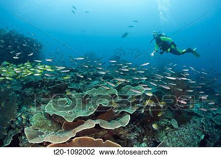 Scuba Diver with Pisiang Fusiliers and Bigeye Snapper, Pterocaesio pisang, Lutjanus lutjanus, Raja Ampat, West Papua, Indonesia View Large Photo Image Stock Image - Scuba Diver with Pisiang Fusiliers and Bigeye Snapper, Pterocaesio pisang, Lutjanus lutjanus, Raja Ampat, West Papua, Indonesia. Fotosearch
