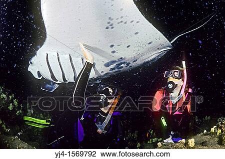 scuba divers and manta ray, Manta birostris, feeding at night, Kona Coast, Big Island, Hawaii, Pacific Ocean, View Large Photo Image Stock Image - scuba divers and manta ray, Manta birostris, feeding at night, Kona Coast, Big Island, Hawaii, Pacific Ocean,. Fotosearch