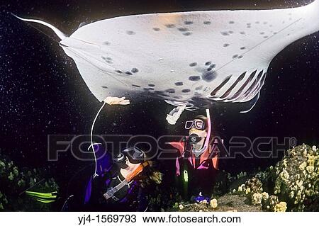 scuba divers and manta ray, Manta birostris, feeding at night, Kona Coast, Big Island, Hawaii, Pacific Ocean, View Large Photo Image Stock Image - scuba divers and manta ray, Manta birostris, feeding at night, Kona Coast, Big Island, Hawaii, Pacific Ocean,. Fotosearch