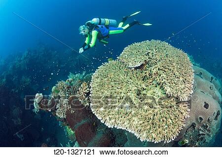 Scuba Diving at Bali, Alam Batu, Bali, Indonesia View Large Photo Image Stock Image - Scuba Diving at Bali, Alam Batu, Bali, Indonesia. Fotosearch