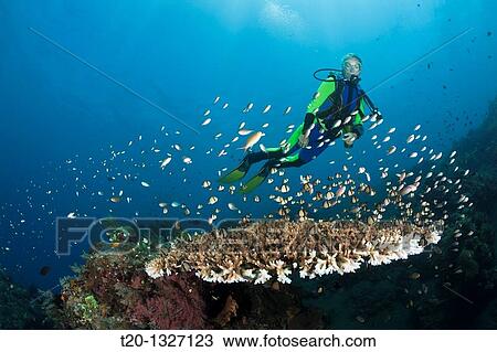 Scuba Diving at Bali, Alam Batu, Bali, Indonesia View Large Photo Image Stock Image - Scuba Diving at Bali, Alam Batu, Bali, Indonesia. Fotosearch