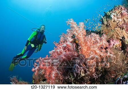 Scuba Diving at Bali, Alam Batu, Bali, Indonesia View Large Photo Image Stock Photo - Scuba Diving at Bali, Alam Batu, Bali, Indonesia. Fotosearch