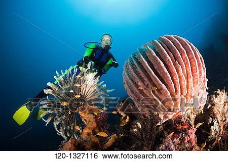 Scuba Diving at Bali, Alam Batu, Bali, Indonesia View Large Photo Image Stock Photograph - Scuba Diving at Bali, Alam Batu, Bali, Indonesia. Fotosearch