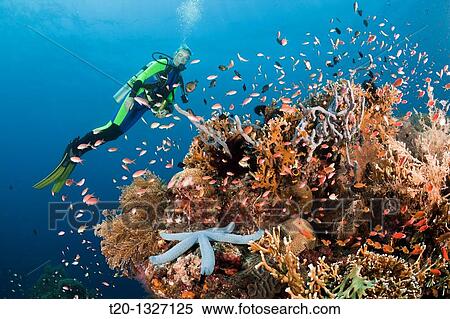 Scuba Diving at Bali, Alam Batu, Bali, Indonesia View Large Photo Image Stock Photography - Scuba Diving at Bali, Alam Batu, Bali, Indonesia. Fotosearch