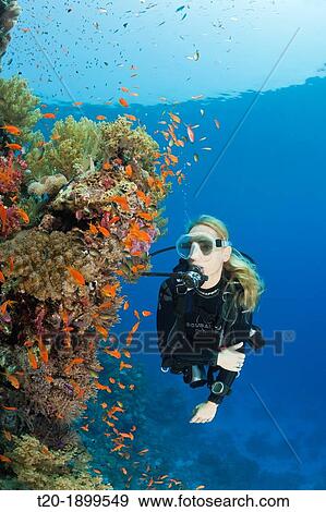 Scuba Diving in Red Sea, St Johns, Red Sea, Egypt View Large Photo Image Stock Photo - Scuba Diving in Red Sea, St Johns, Red Sea, Egypt. Fotosearch