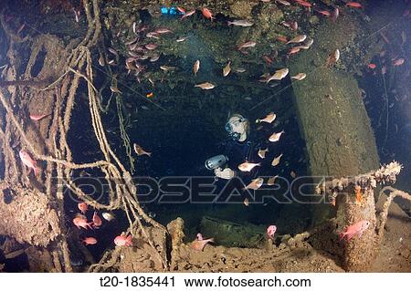 Scuba Diving inside Maldive Victory Wreck, North Male Atoll, Maldives View Large Photo Image Stock Image - Scuba Diving inside Maldive Victory Wreck, North Male Atoll, Maldives. Fotosearch