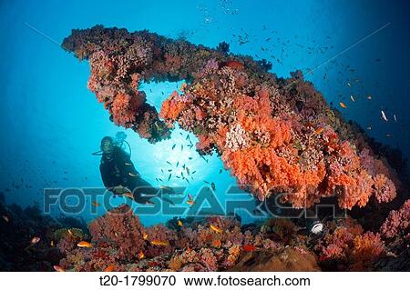 Stock Image - Scuba Diving on Coral Reef, North Male Atoll, Indian Ocean, Maldives. Fotosearch