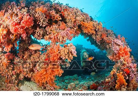 Stock Photo - Scuba Diving on Coral Reef, North Male Atoll, Indian Ocean, Maldives. Fotosearch