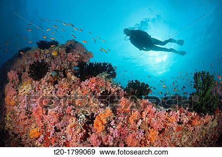 Scuba Diving on Coral Reef, North Male Atoll, Indian Ocean, Maldives View Large Photo Image Stock Photo - Scuba Diving on Coral Reef, North Male Atoll, Indian Ocean, Maldives. Fotosearch