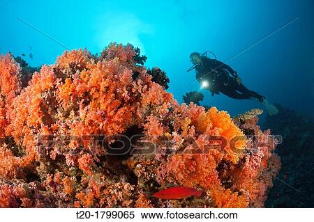 Scuba Diving on Coral Reef, North Male Atoll, Indian Ocean, Maldives View Large Photo Image Stock Photography - Scuba Diving on Coral Reef, North Male Atoll, Indian Ocean, Maldives. Fotosearch