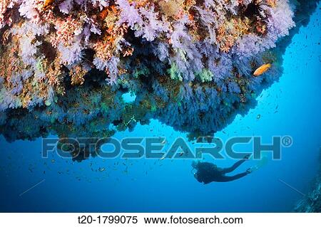 Scuba Diving on Coral Reef, North Male Atoll, Indian Ocean, Maldives View Large Photo Image Stock Photography - Scuba Diving on Coral Reef, North Male Atoll, Indian Ocean, Maldives. Fotosearch